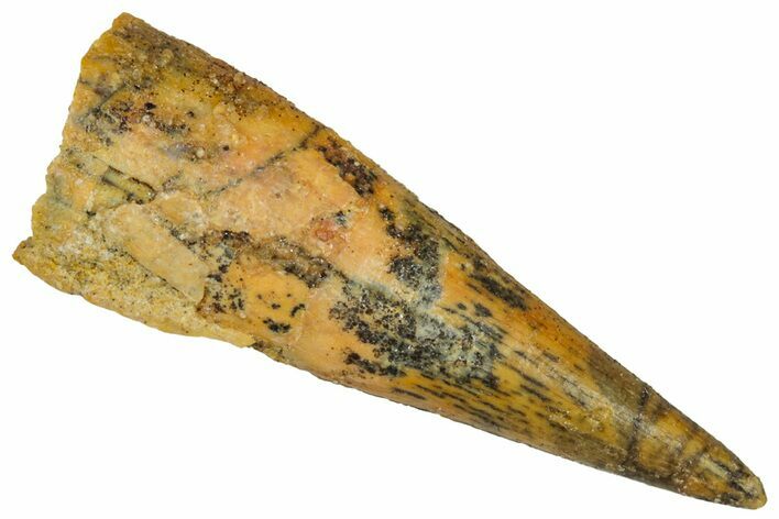 Fossil Pterosaur (Siroccopteryx) Tooth - Morocco #298754
